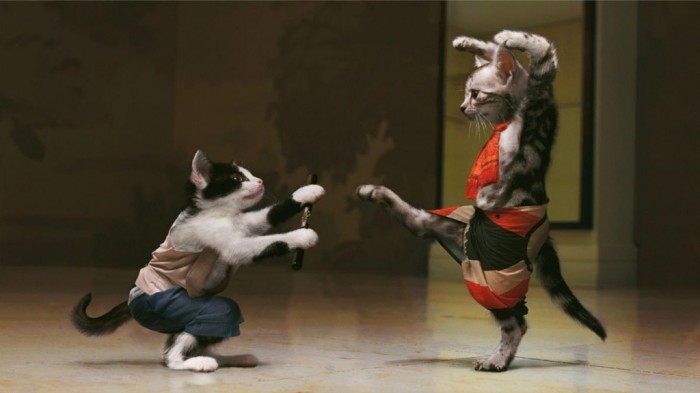 Easy to Follow Tricks & Secrets for Taking Better Digital Photographs 20 funny_cat_pictures
