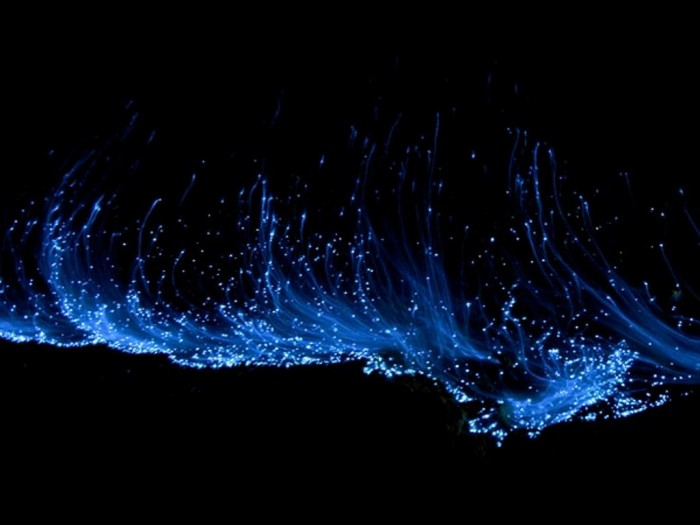 Magnificent and Breathtaking Blue Waves that Glow at Night 21 glowing-waves-bioluminescent-ocean-life-explained-close-up_50149_600x450