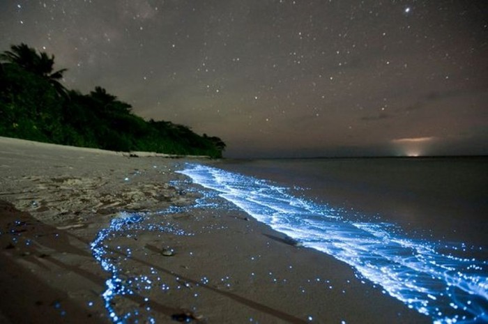 Magnificent and Breathtaking Blue Waves that Glow at Night 10 glowing-waves-bioluminescent-ocean-life-explained-scintillans_50152_600x450