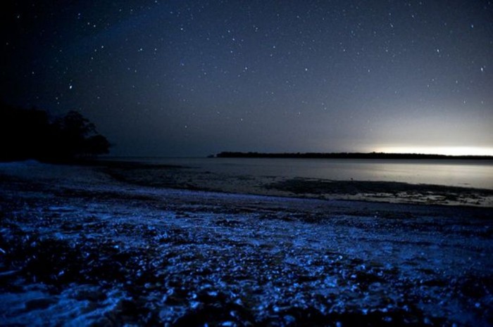 glowing-waves-bioluminescent-ocean-life-explained-white-horse-key_50163_600x450