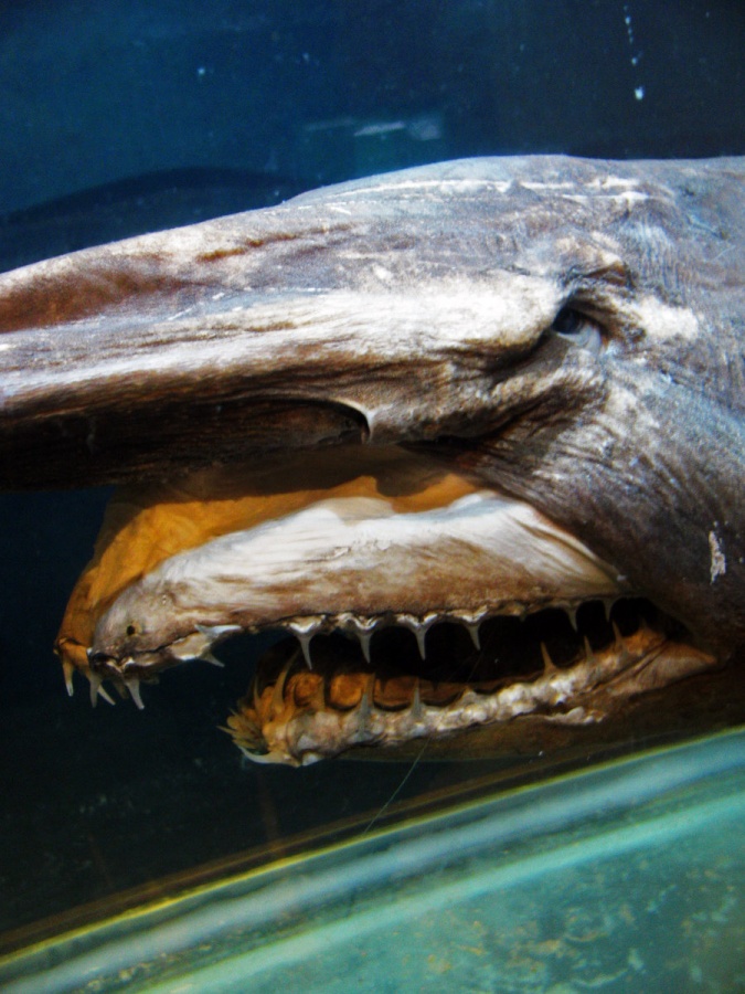 Have You Ever Seen Such a Scary & Goblin Shark with Two Faces? | Pouted.com