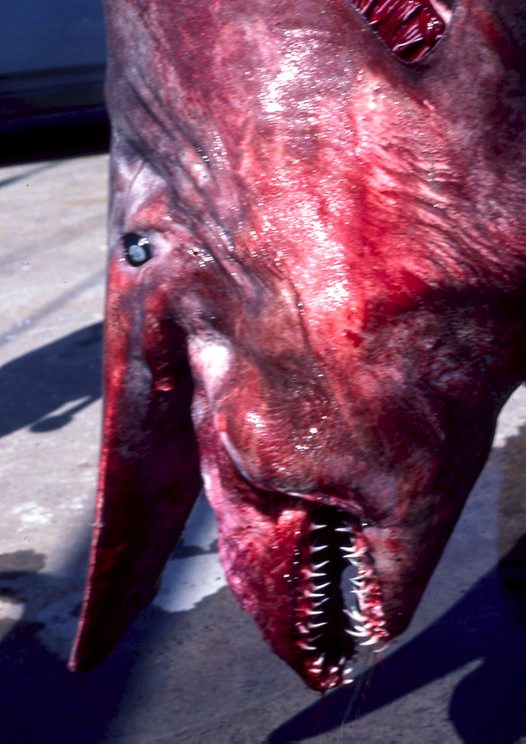 goblinsharkhead_big Have You Ever Seen Such a Scary & Goblin Shark with Two Faces?