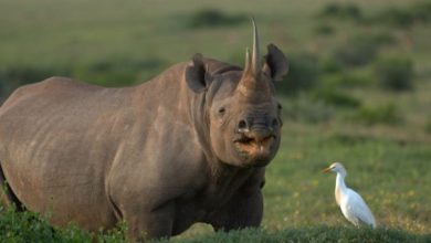 img 06443 1024x469 The Western Black Rhinoceros Declared Extinct Because of Heavy Poaching - 9 2014 Winter Olympics