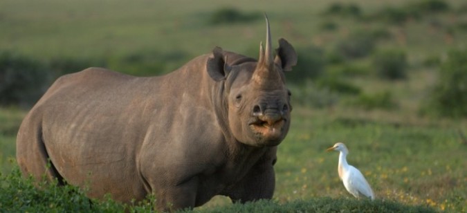 The Western Black Rhinoceros Declared Extinct Because Of Heavy Poaching