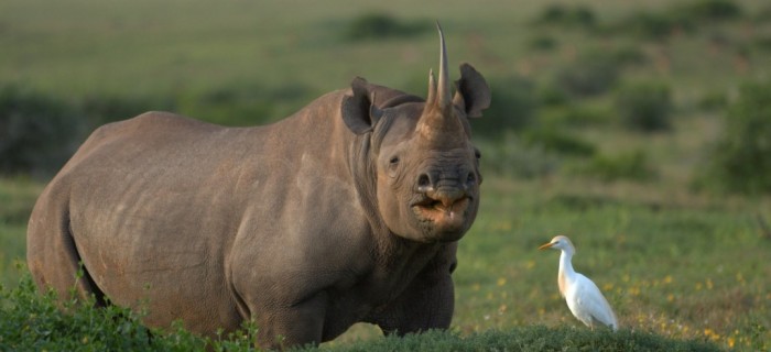img 06443 The Western Black Rhinoceros Declared Extinct Because of Heavy Poaching - dead animals 1
