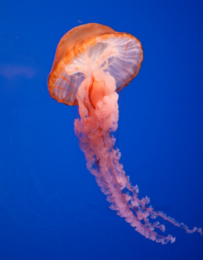 jellyfish_1_by_archangelical_stock-d4zy2bj