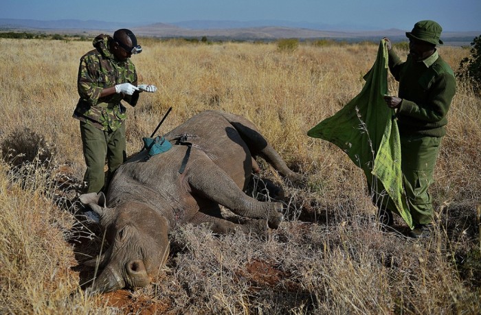 la-0828-pin010 The Western Black Rhinoceros Declared Extinct Because of Heavy Poaching