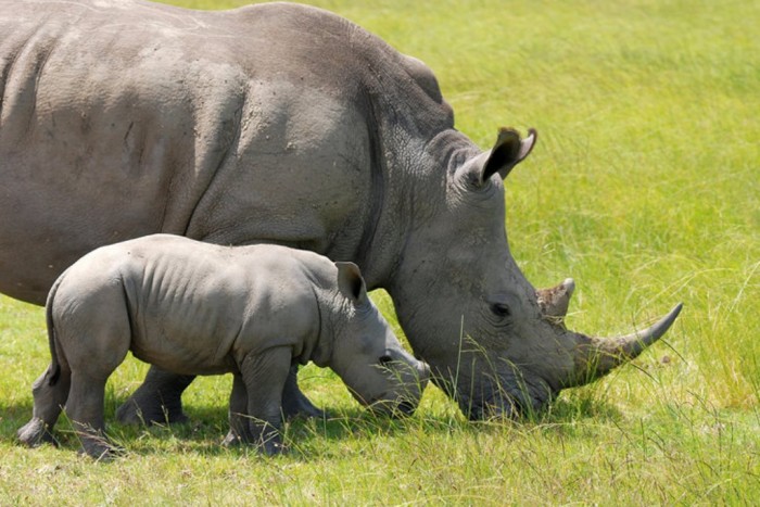 rhino-poaching-increase The Western Black Rhinoceros Declared Extinct Because of Heavy Poaching