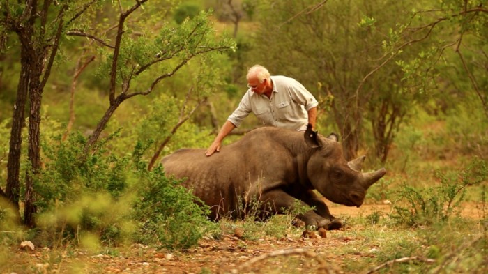 rhino3 The Western Black Rhinoceros Declared Extinct Because of Heavy Poaching