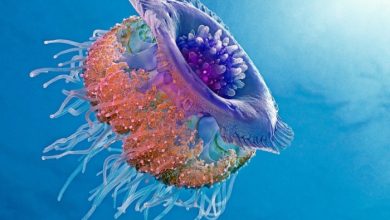 Be Careful! Deadly Jellyfish That Can Kill You While Swimming 194 sUEMk Be Careful! Deadly Jellyfish That Can Kill You While Swimming - 8