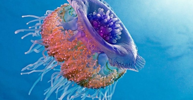 sUEMk Be Careful! Deadly Jellyfish That Can Kill You While Swimming - the deadliest jellyfish is in Australia 1