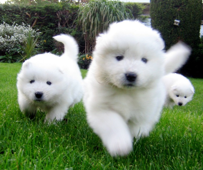 samoyed-puppies-ready-for-a-new-home-20130221123800