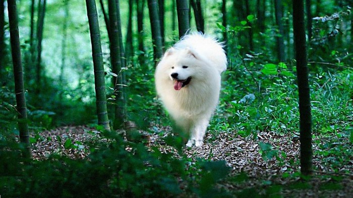 samoyed puppy 41789 hd wallpapers background