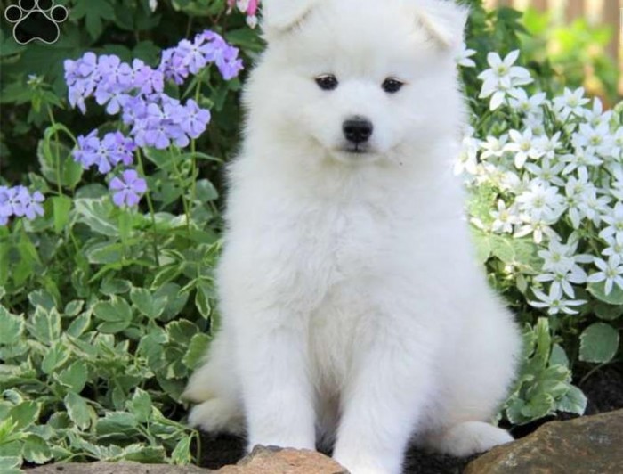 samoyed-puppy-picture-68c13bcc-6f34-458b-89fe-8ec69313debb