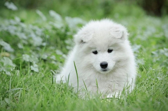 samoyed-puppy-portrait-waldek-dabrowski