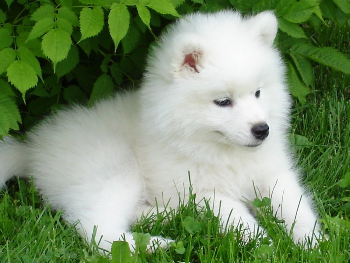 samoyed_cortina_by_shaylane-d31juhx Samoyed Is a Fluffy, Gorgeous and Perfect Companion Dog