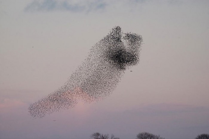 The Sun Turns Suddenly into Black, Do You Believe It? 10 sparrowflock2