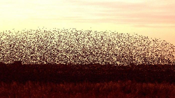 The Sun Turns Suddenly into Black, Do You Believe It? 8 starlings-black-sun