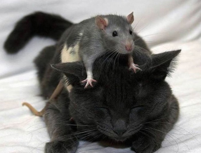 Easy to Follow Tricks & Secrets for Taking Better Digital Photographs 30 sweet_funny_animal_photos
