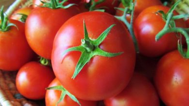 t4 7 Amazing Health Facts About Tomatoes - Health & Nutrition 4
