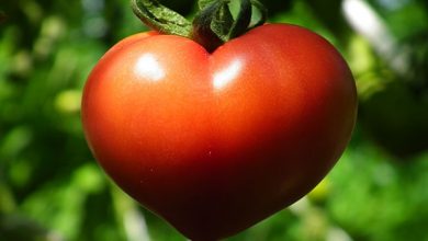t7 Are Tomatoes Fruits Or Vegetables?! - Health & Nutrition 4
