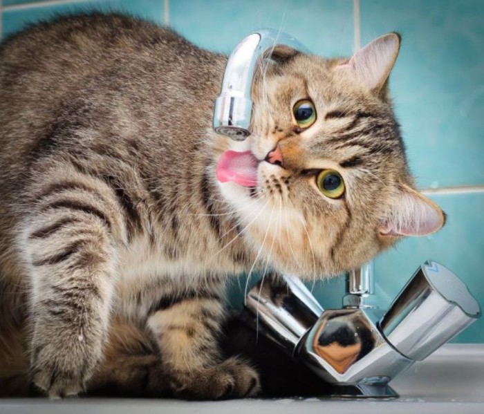 Easy to Follow Tricks & Secrets for Taking Better Digital Photographs 23 these_funny_animals_797_640_13