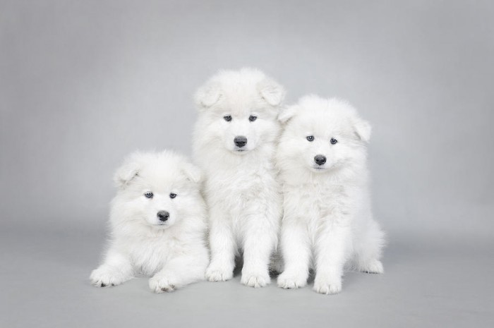 three-little-samoyed-puppies-portrait-waldek-dabrowski Samoyed Is a Fluffy, Gorgeous and Perfect Companion Dog