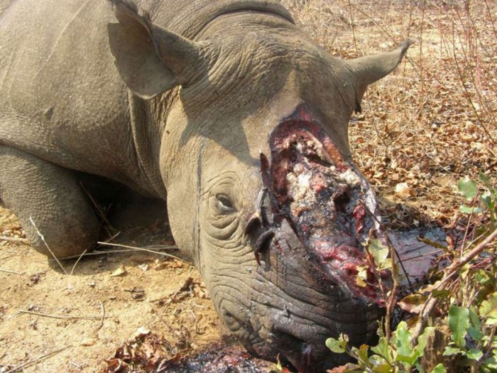 tumblr_m28dy87D4C1qzmt17o1_1280 The Western Black Rhinoceros Declared Extinct Because of Heavy Poaching