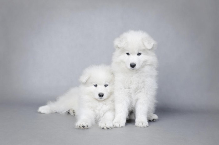 two-little-samoyed-puppies-portrait-waldek-dabrowski Samoyed Is a Fluffy, Gorgeous and Perfect Companion Dog