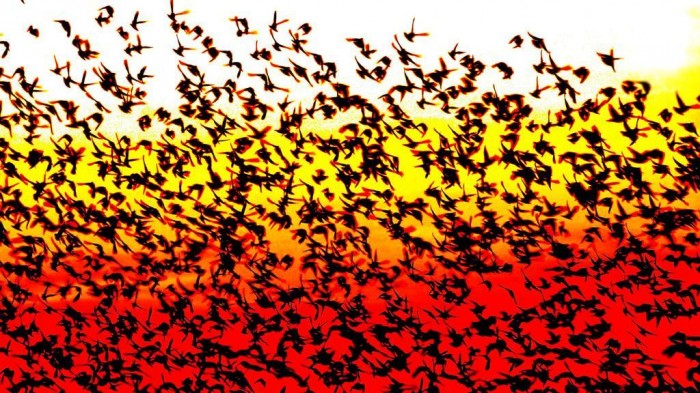 The Sun Turns Suddenly into Black, Do You Believe It? 4 vadehavet-sort-sol