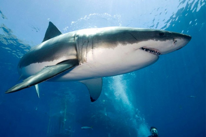 123_1Great_White_Shark_Perfect_Proportion