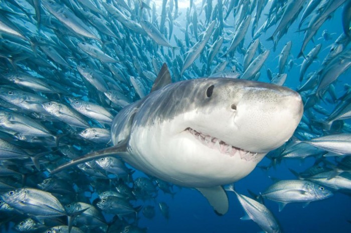 3-great-white-shark-dave-fleetham Is It True: Great White Sharks Should Keep Swimming all the time in Order Not to Drown?