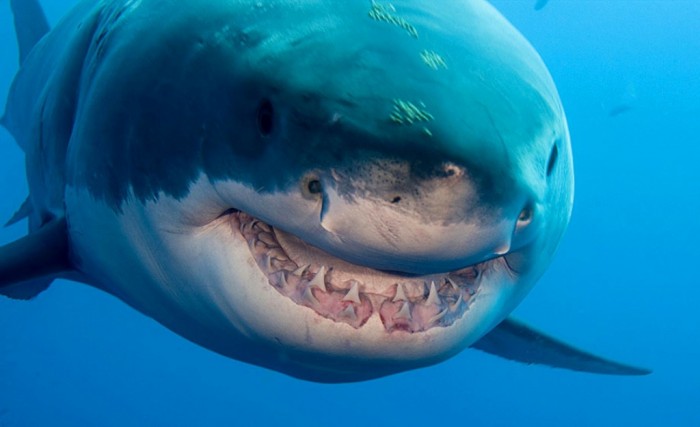 Is It True: Great White Sharks Should Keep Swimming all the time in Order Not to Drown? 6 413_1teeth_shadow_great_white_shark