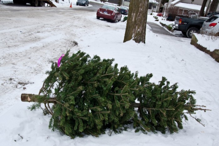 Did You Throw Your Christmas Tree? If It Is Not, Don’t Do This 17 5352813359_c7593a0fd0_b