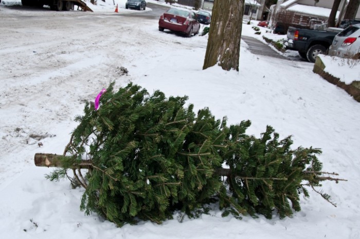 5352813359_c7593a0fd0_b Did You Throw Your Christmas Tree? If It Is Not, Don’t Do This