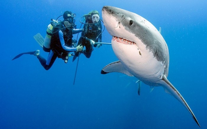 77 Is It True: Great White Sharks Should Keep Swimming all the time in Order Not to Drown?
