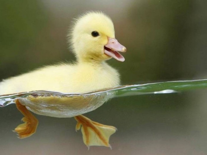 Improve Your Photography Skills Following These Tips 24 8584,xitefun-photographs-of-beautiful-birds-in-action