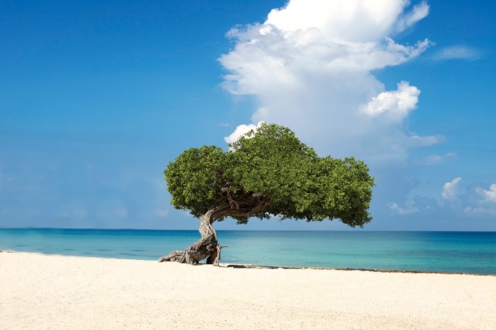 ARUBA_Fofoti_Trees Top 10 Romantic Vacation Spots for Couples to Enjoy Unforgettable Time