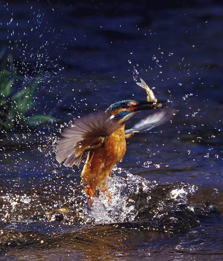 Amazing photography of Kingfisher bird