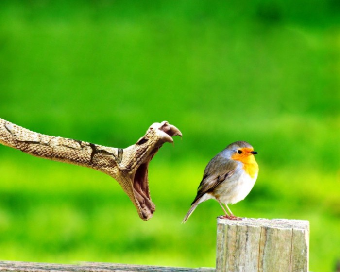 Improve Your Photography Skills Following These Tips 2 Animals_Birds_Bird_and_snake_004698_