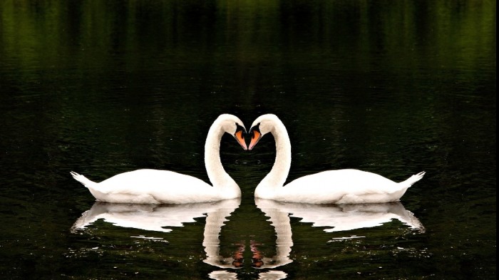 Improve Your Photography Skills Following These Tips 4 Beautiful-Birds-Wallpapers-8