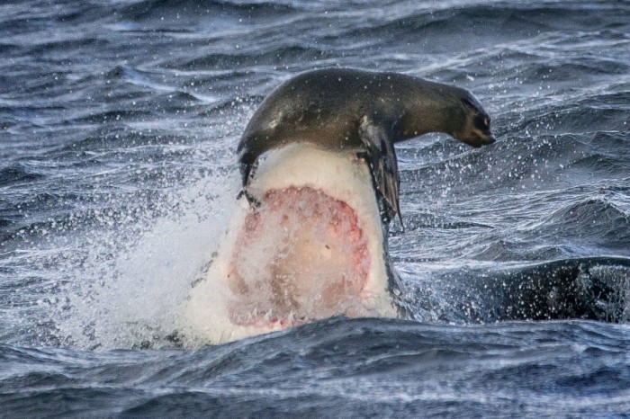 Is It True: Great White Sharks Should Keep Swimming all the time in Order Not to Drown? 12 CATERS_Great_White_Shark_Seal_Sequence_11-1024x682