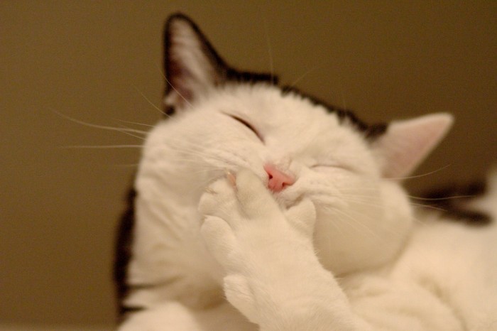 Improve Your Photography Skills Following These Tips 38 Cat-funny
