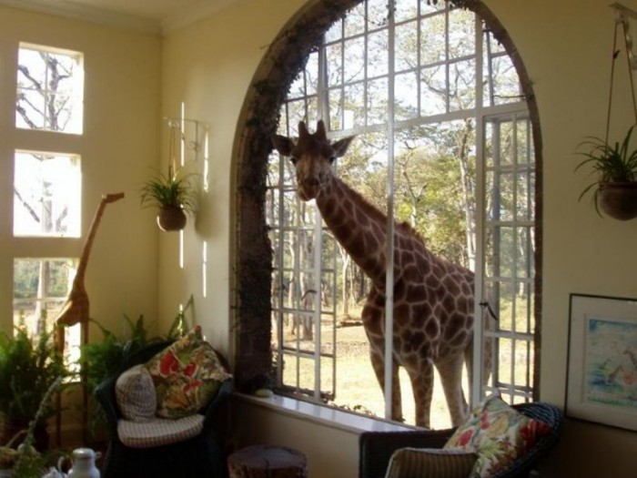 Top 30 World's Weirdest Hotels ... Never Seen Before! 15 GiraffeManor03-640x480