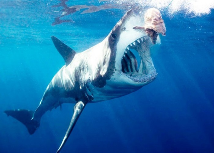 Is It True: Great White Sharks Should Keep Swimming all the time in Order Not to Drown? 10 Great-White-Shark-2