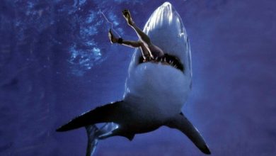 Is It True: Great White Sharks Should Keep Swimming all the time in Order Not to Drown? 254 Great White Shark Attack Wallpaper yvt2 Is It True: Great White Sharks Should Keep Swimming all the time in Order Not to Drown? - 9