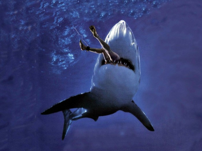 Is It True: Great White Sharks Should Keep Swimming all the time in Order Not to Drown? 9 Great White Shark Attack Wallpaper__yvt2