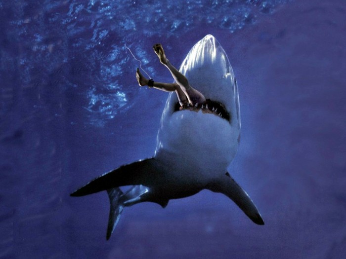 Great-White-Shark-Attack-Wallpaper__yvt2 Is It True: Great White Sharks Should Keep Swimming all the time in Order Not to Drown?