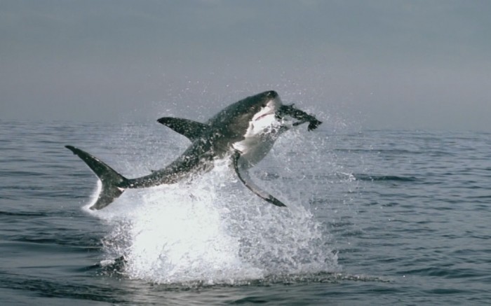 Is It True: Great White Sharks Should Keep Swimming all the time in Order Not to Drown? 4 Great-White-Shark-planet-earth-34647_1920_1200