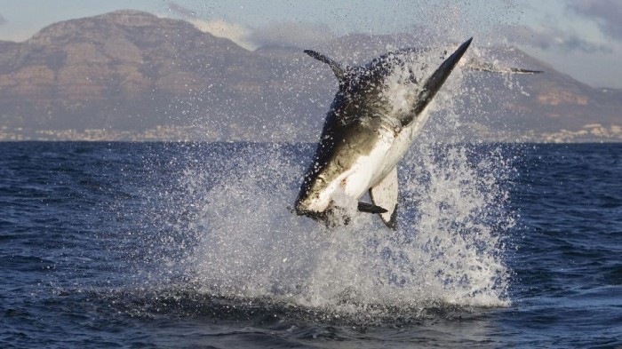 Great_white_shark_attacks-wallpaper Is It True: Great White Sharks Should Keep Swimming all the time in Order Not to Drown?